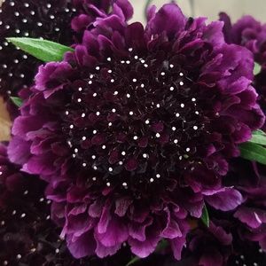 Meet your Posher, Caylee